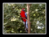 Rosella