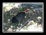 Bush Turkey