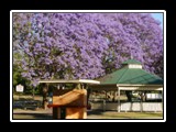 Jacaranda Trees