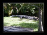 Lazy Alligator