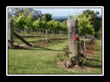 Montville Vineyard