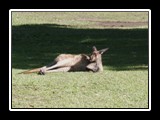 Relaxing Roo