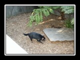 Tasmanian Devil