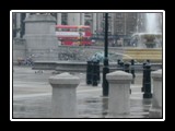 Pigeons at Trafalgar