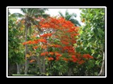 Big Flamboyant Tree