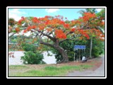 Flamboyant Tree