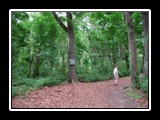 Mahogany Forest