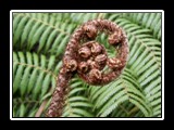 Fern Frond