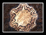 Ponga Log Cross-section