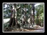 Moreton Bay Fig Trees