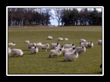 Woolly Sheep