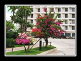 Bougainvillea