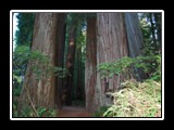 California Redwoods