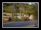 Yellowstone Elk